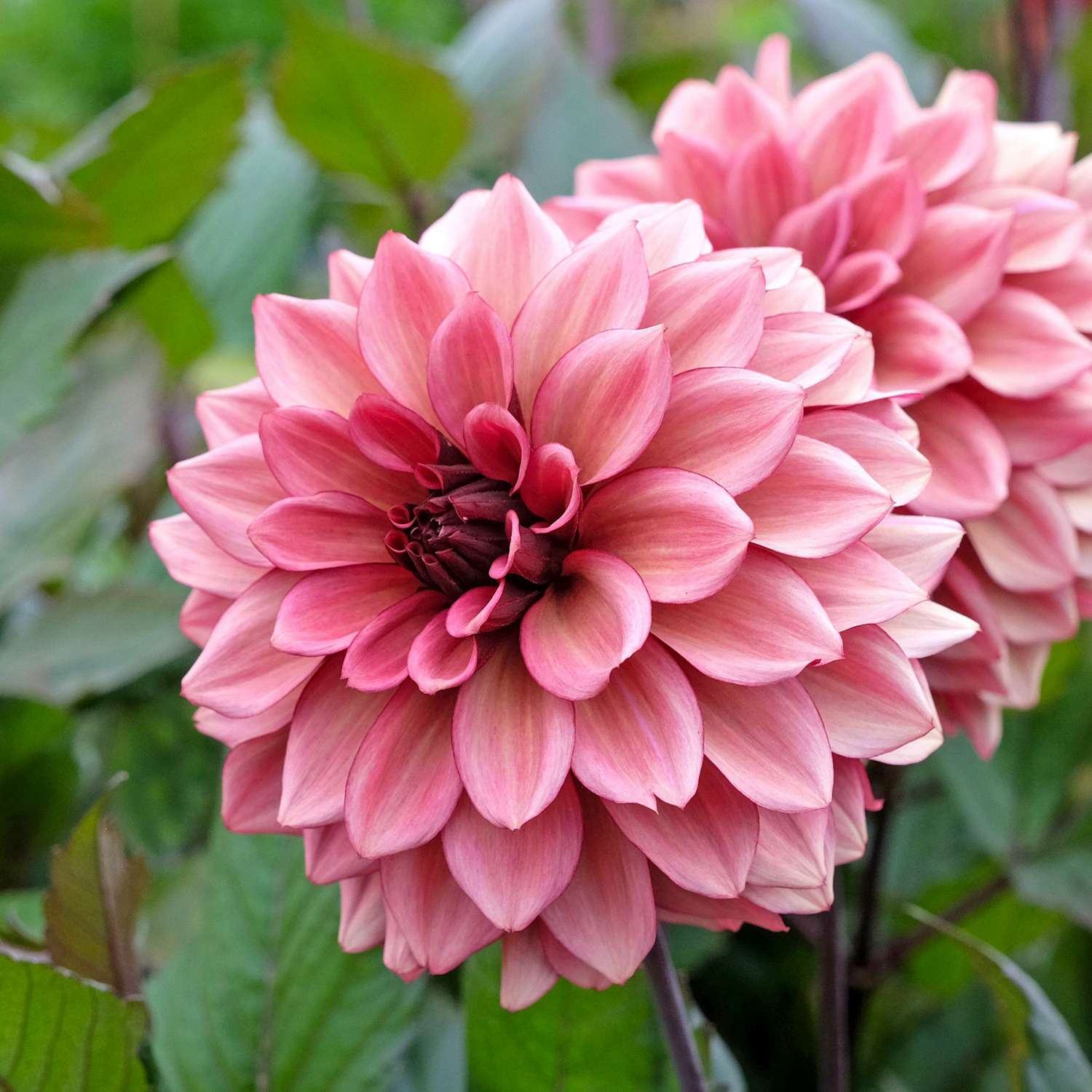 Dahlia 'Night Silence'